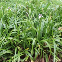 Trimezia gracilis (Herb.) Christenh. & Byng